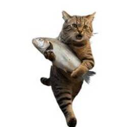 盗猫
