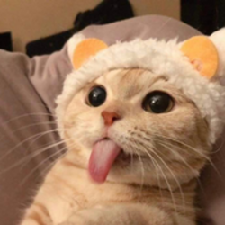 舌猫网络