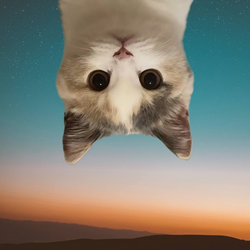 颠倒猫