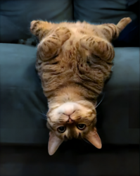 颠倒猫
