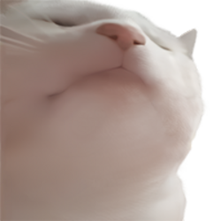 气氛猫币