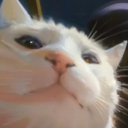 嗨猫