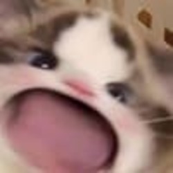 娃娃猫