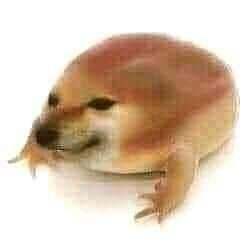 狗在干什么币