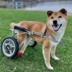 轮椅小狗